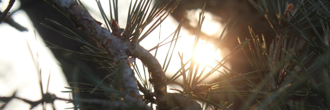 De Veluwe. | RealityRealm