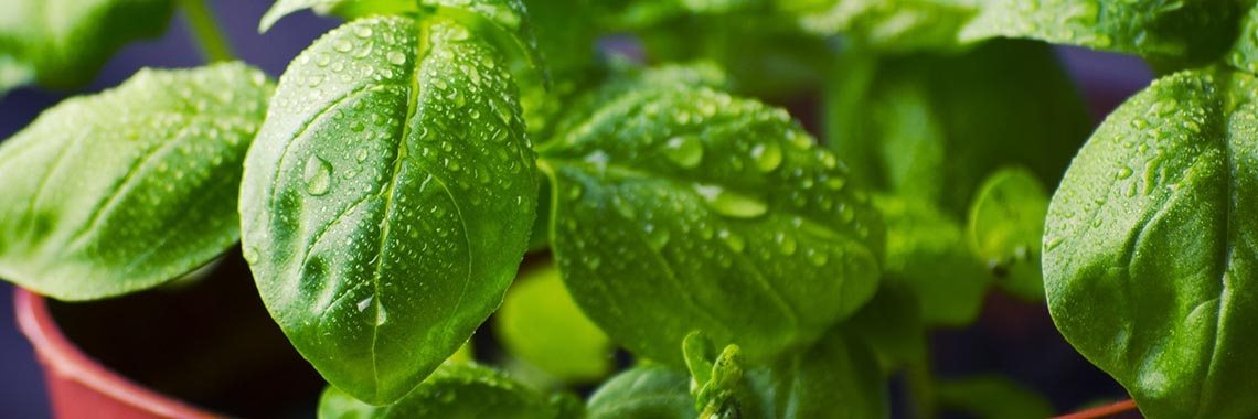 Snel en makkelijk #gezond koken | Candy