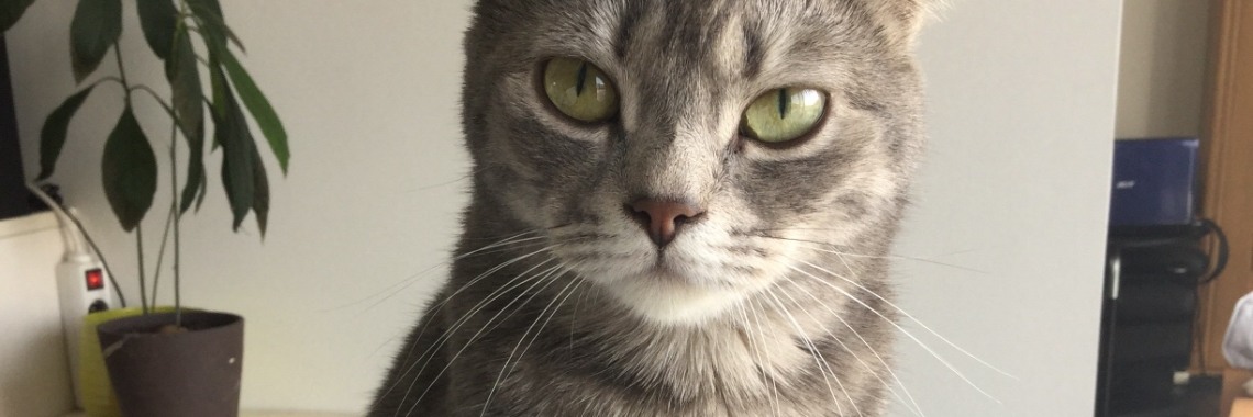 Zo drinkt onze pruts (video) | Candy