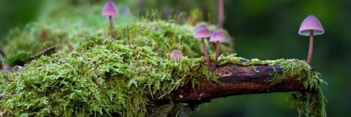 Alleen erop uit. (140w) | Miranda Tabor