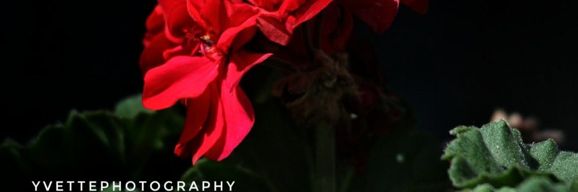 Dankbaarheid (Rondeel) | Miranda Tabor