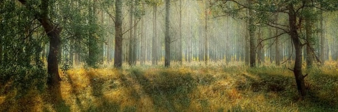 Mierenbos (140w) | Miranda Tabor