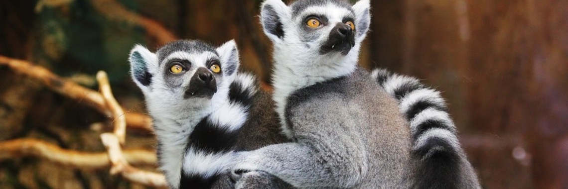 Saamhorigheid (Rondeel) | Miranda Tabor