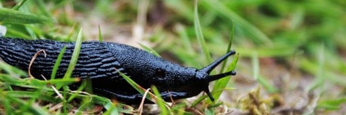 Slakkentent  | Miranda Tabor