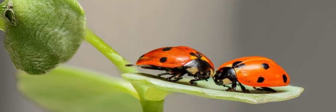 Zonnekever (140w) | Miranda Tabor