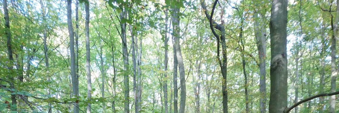 Het Zoniënwoud | Terra Occultae