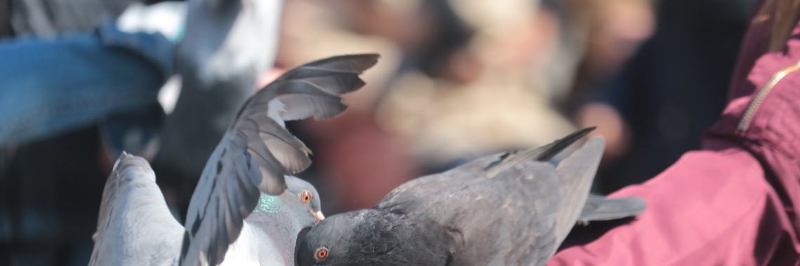 Op de Dam met mijn Canon D207 spiegelreflex. | okx.hellen