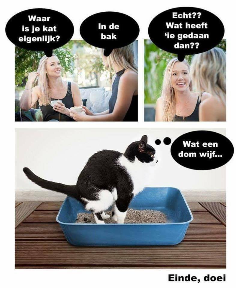 de kat - Yoors