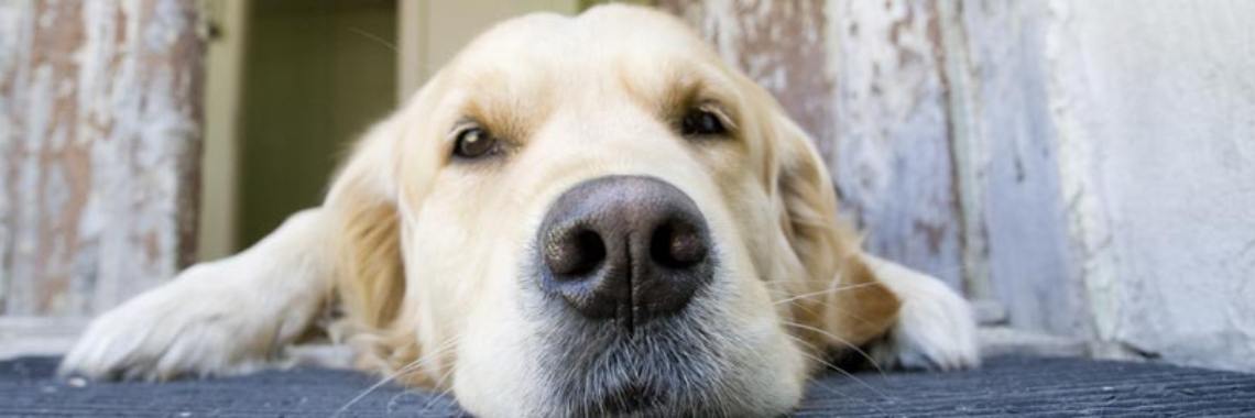 Je huisdier mee op vakantie | Mariposa