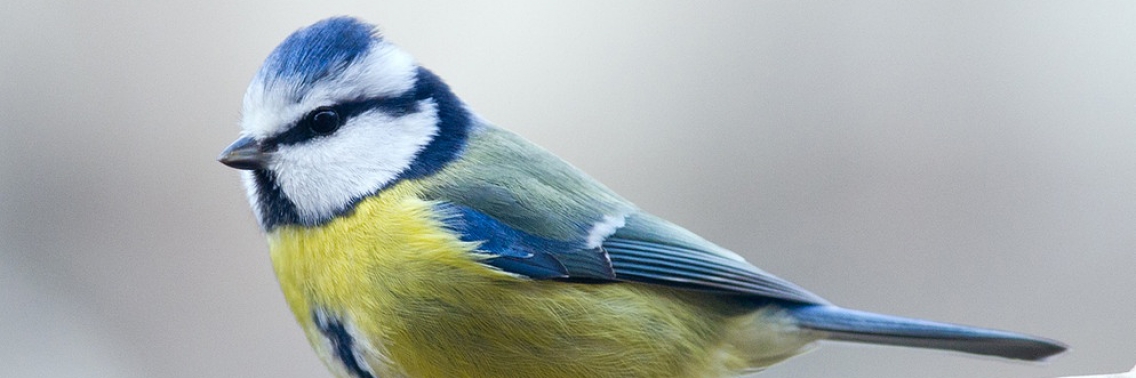 Leven met een vogelfobie | Wendy