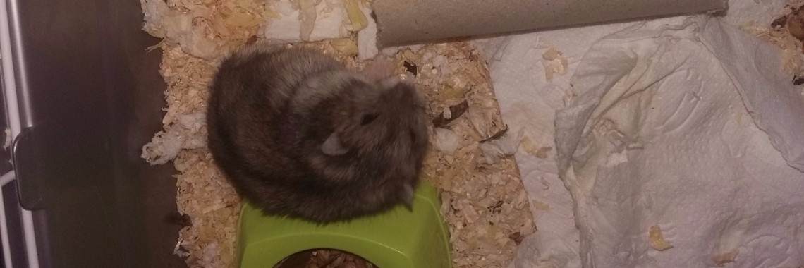 Hamsters | Petra Hoogsteen