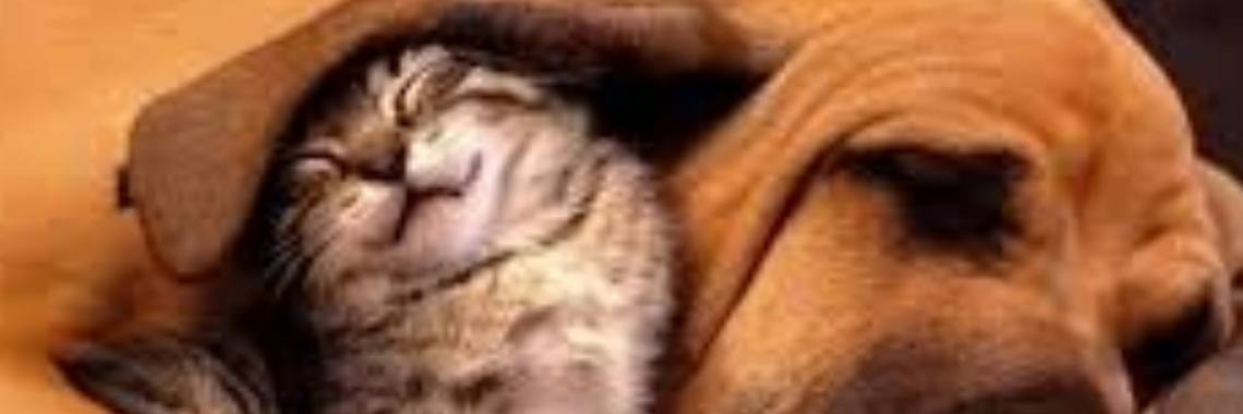 Puppy training, tips en tricks. | Ron de Graaff