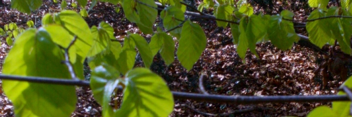 Beukenblad van boom tot salade | DeWildPlukkersInfoGroep