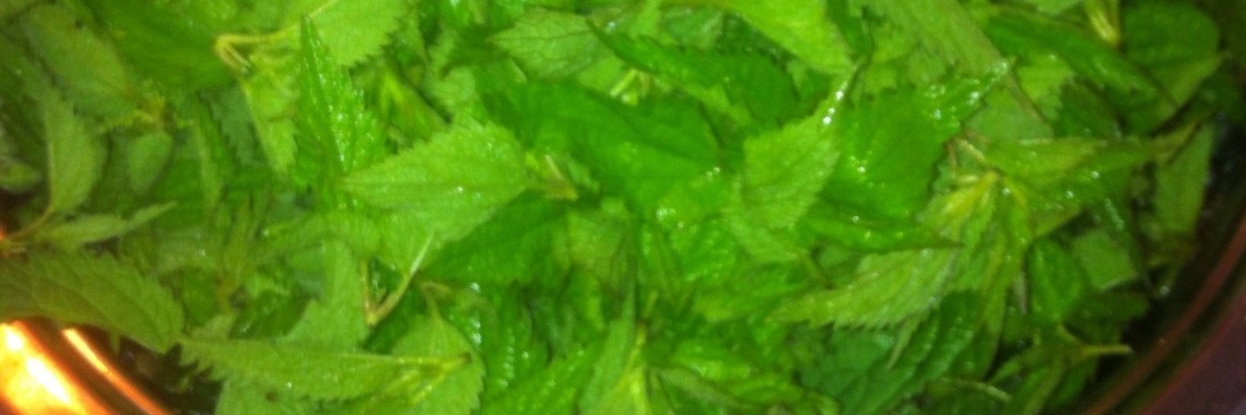 Brandnetelzaad Tinctuur maak je zo | DeWildPlukkersInfoGroep