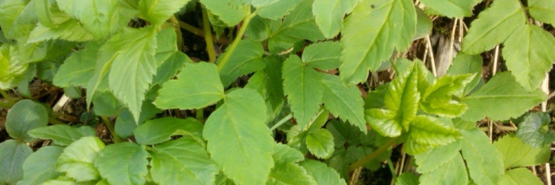 The 7 Wonders of Zevenblad. | DeWildPlukkersInfoGroep