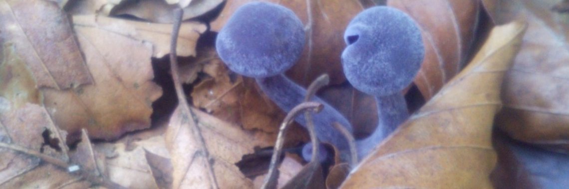 De amethistzwam Paarse parel van het beukenbos | DeWildPlukkersInfoGroep