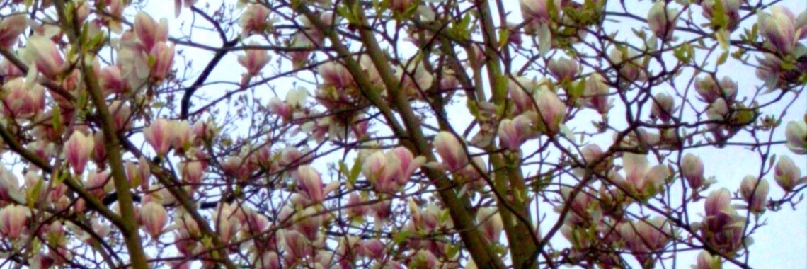 De geuren van de eetbare Magnolia | DeWildPlukkersInfoGroep