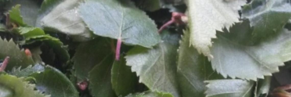 De kracht van Berkenblad. | DeWildPlukkersInfoGroep