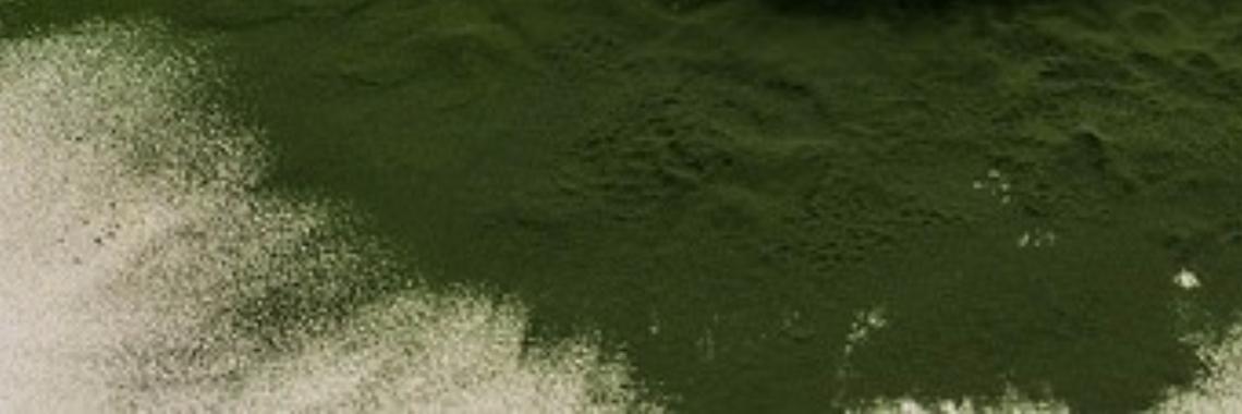 de kracht van Spirulina  | DeWildPlukkersInfoGroep