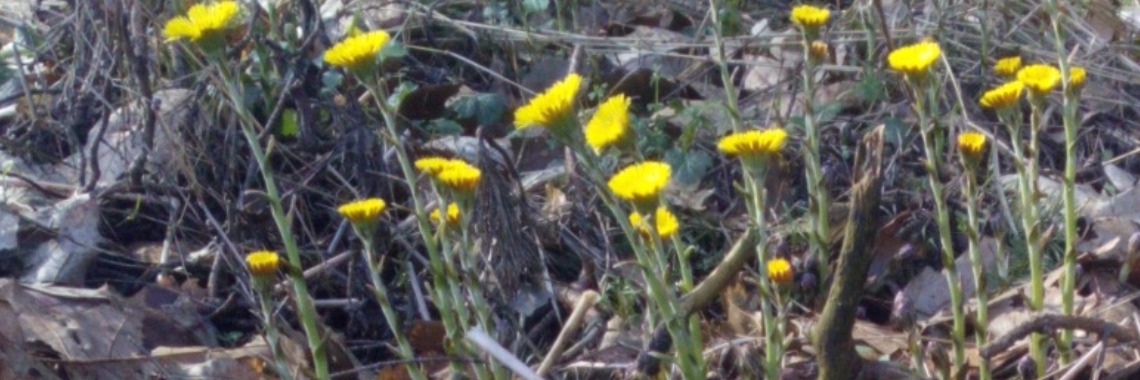 De opkomst van klein hoefblad begin maart. | DeWildPlukkersInfoGroep