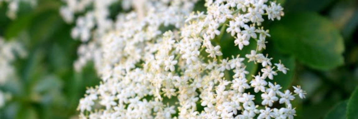 The versatile power of the Elder | DeWildPlukkersInfoGroep