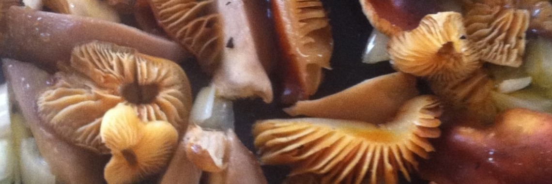 De zijden steel van het fluweelpootje | DeWildPlukkersInfoGroep