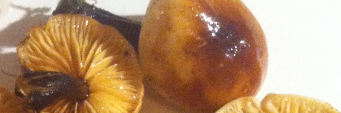 Dewildplukkersinfogroep hoofdstuk eetbare Paddenstoelen en parasieten / geneeskracht | DeWildPlukkersInfoGroep