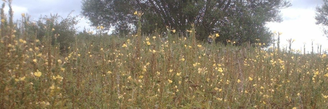 Wildplukkersinfogroep Hoofdstuk eetbare/geneeskrachtige planten. | DeWildPlukkersInfoGroep