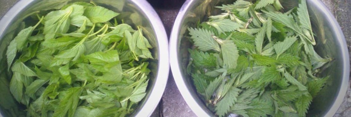 Wilde planten als immuunsysteem booster | DeWildPlukkersInfoGroep