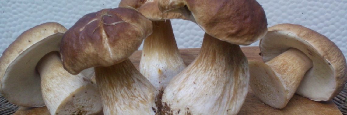 Eetbare paddenstoelen zoeken in het bos | DeWildPlukkersInfoGroep