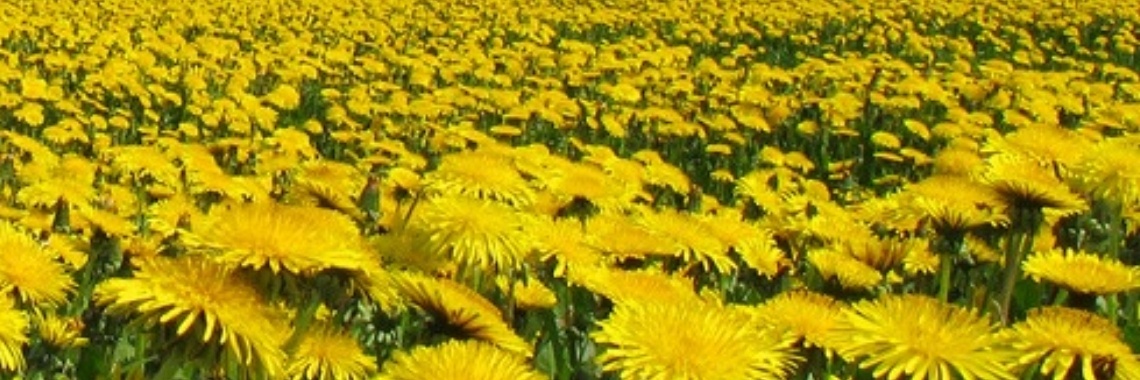 Gelbe Pracht und Kraft des Löwenzahns | DeWildPlukkersInfoGroep