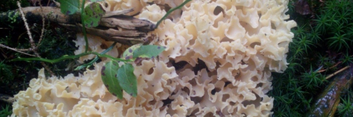 Grote Sponszwam als een Badspons op een boomstam | DeWildPlukkersInfoGroep