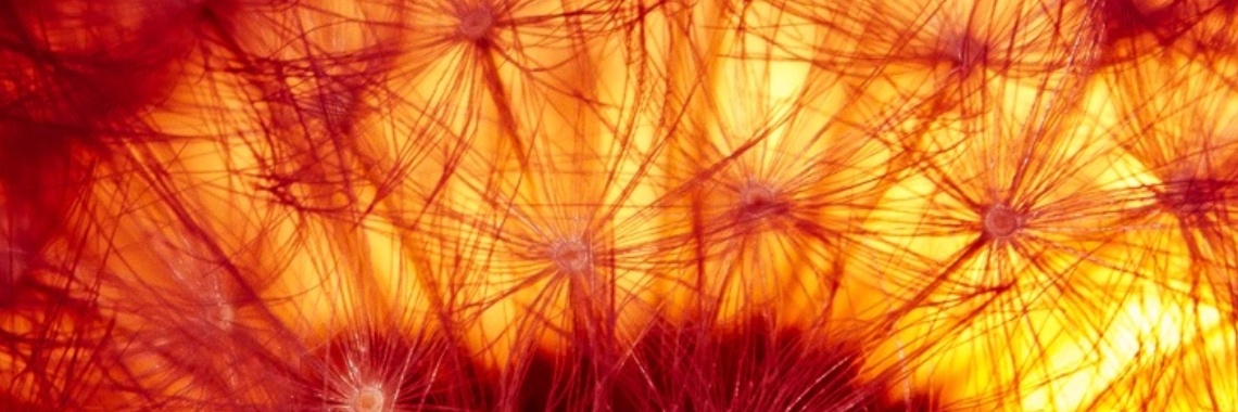 DeWildPlukkersInfoGroep Hoofdstuk Persoonlijke gezondheid tips | DeWildPlukkersInfoGroep