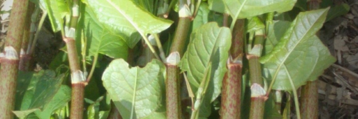 Japanse Duizendknoop Invasie vanuit Japan | DeWildPlukkersInfoGroep