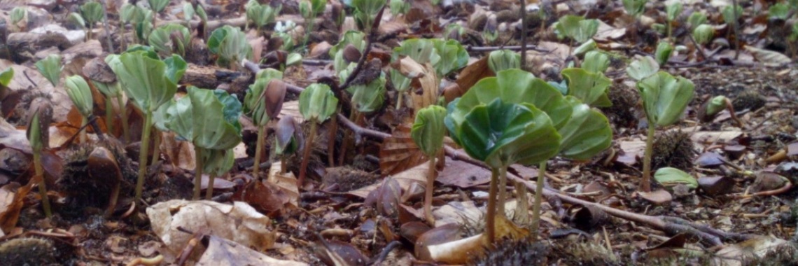 Kappertjes van beukennootjes ?? | DeWildPlukkersInfoGroep