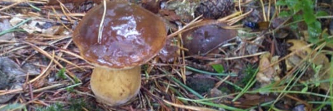 Kastanje boleet | DeWildPlukkersInfoGroep