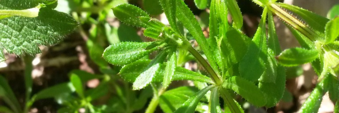 Kleefkruid een wilde groente uit de polder | DeWildPlukkersInfoGroep