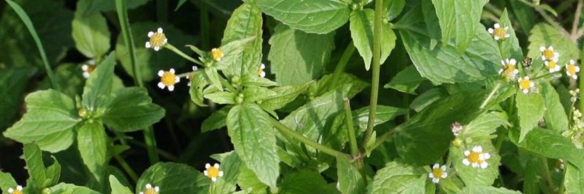 Knopkruid met de verborgen vitaminen | DeWildPlukkersInfoGroep