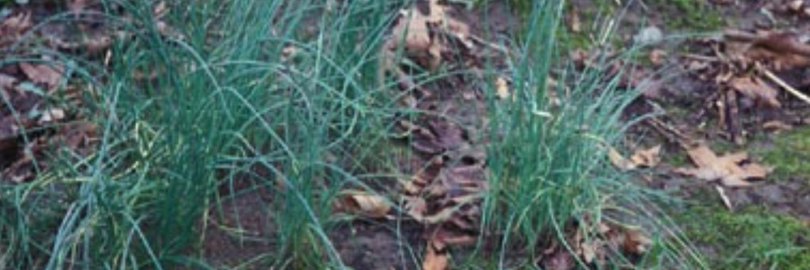 kraailook steekt de kop op in de bermen | DeWildPlukkersInfoGroep