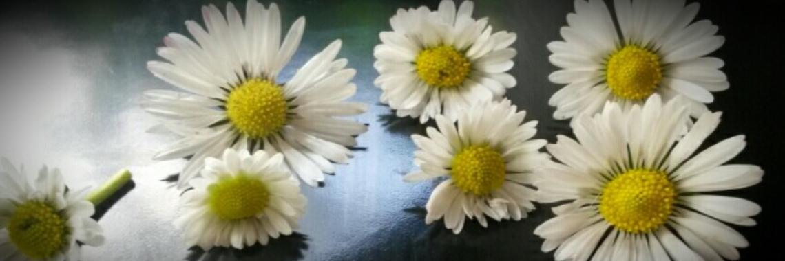 Madeliefjes als pareltjes op het gazon. | DeWildPlukkersInfoGroep