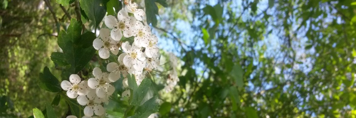 Meidoorn sterk in hart en vaten | DeWildPlukkersInfoGroep