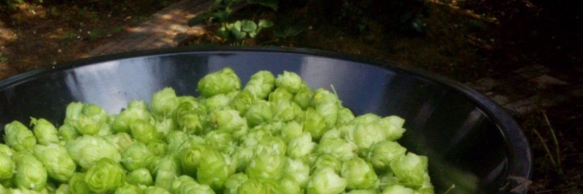 Met Hop tinctuur de winter door. | DeWildPlukkersInfoGroep