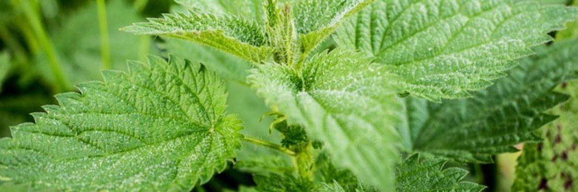 Mijn energieboost iedere ochtend. | DeWildPlukkersInfoGroep