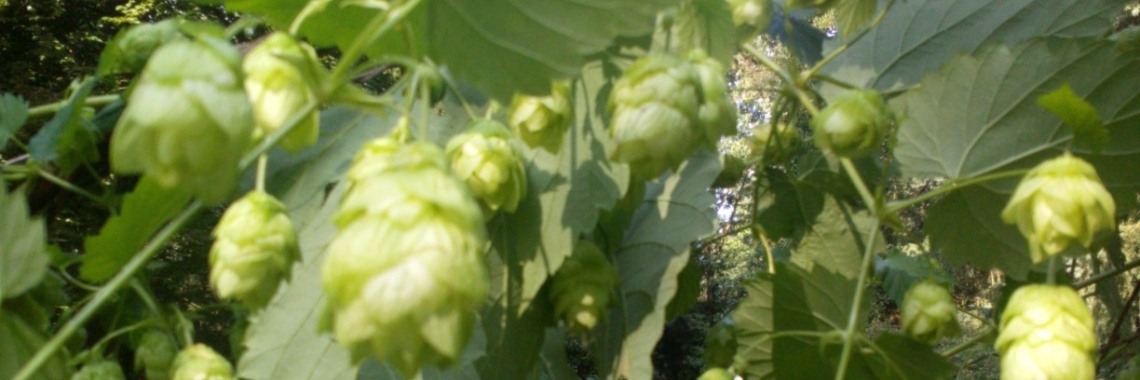 Why collect hop bubbles? | DeWildPlukkersInfoGroep