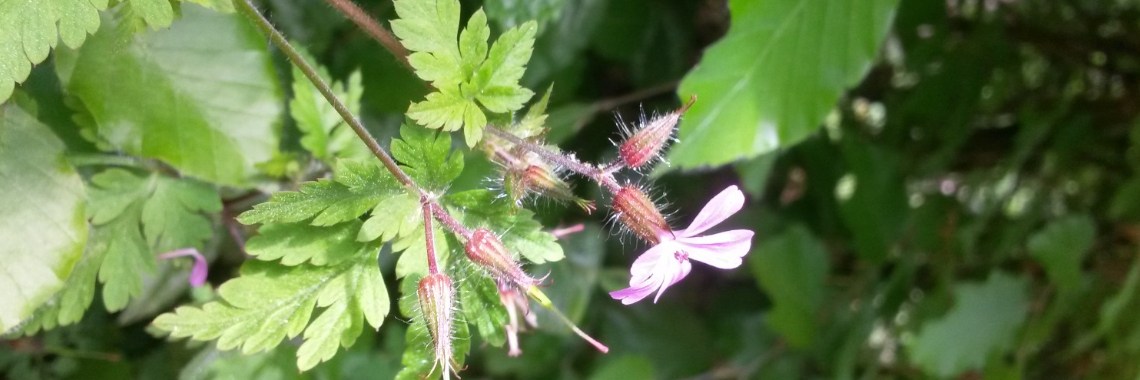 What is behind the geraniums or Robertskword | DeWildPlukkersInfoGroep