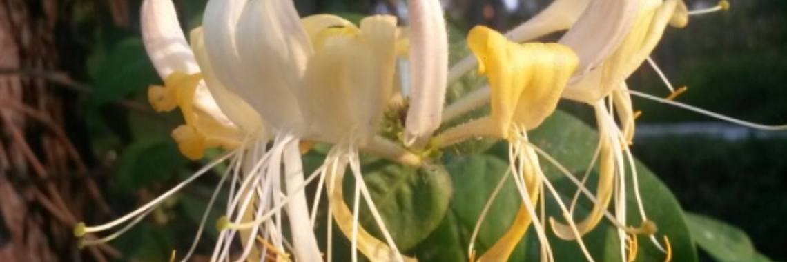 Wilde Kamperfoelie een geurende bloem vol nectar | DeWildPlukkersInfoGroep