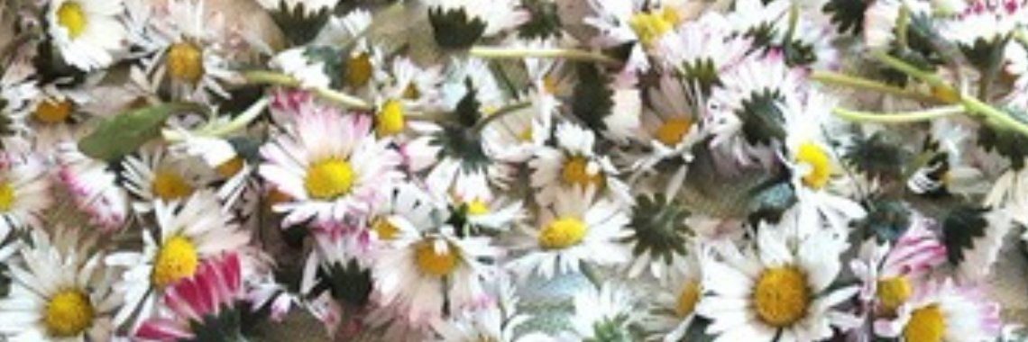 Wildpluk wandeling zaterdag 14 april 2018 Vol!! | DeWildPlukkersInfoGroep