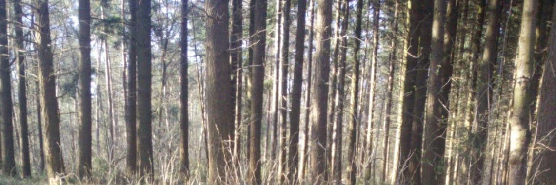 Wildplukkersinfogroep Hoofdstuk Bomen / Geneeskracht | DeWildPlukkersInfoGroep