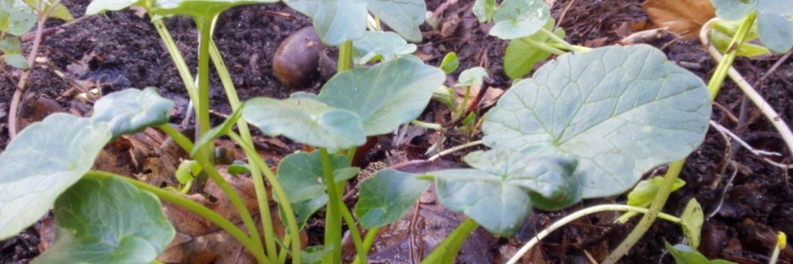 Speenkruid voor een frisse start. | DeWildPlukkersInfoGroep