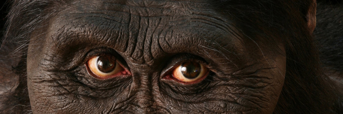 Chimpansee maakt zijn gebruiksvoorwerpen efficiënter | Joni-Dorian